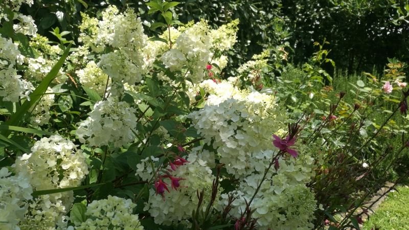 Hydrangea