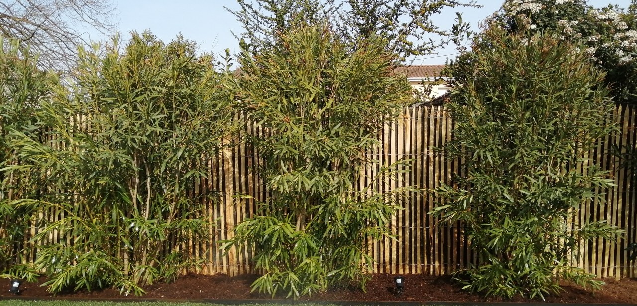 Création d’espace détente extérieur avec pergola et terrasse bois