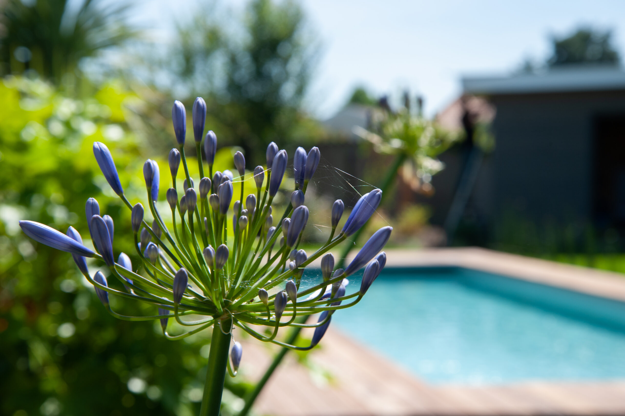 Jardin contemporain intégrant bois, végétal et gestion durable de l’eau