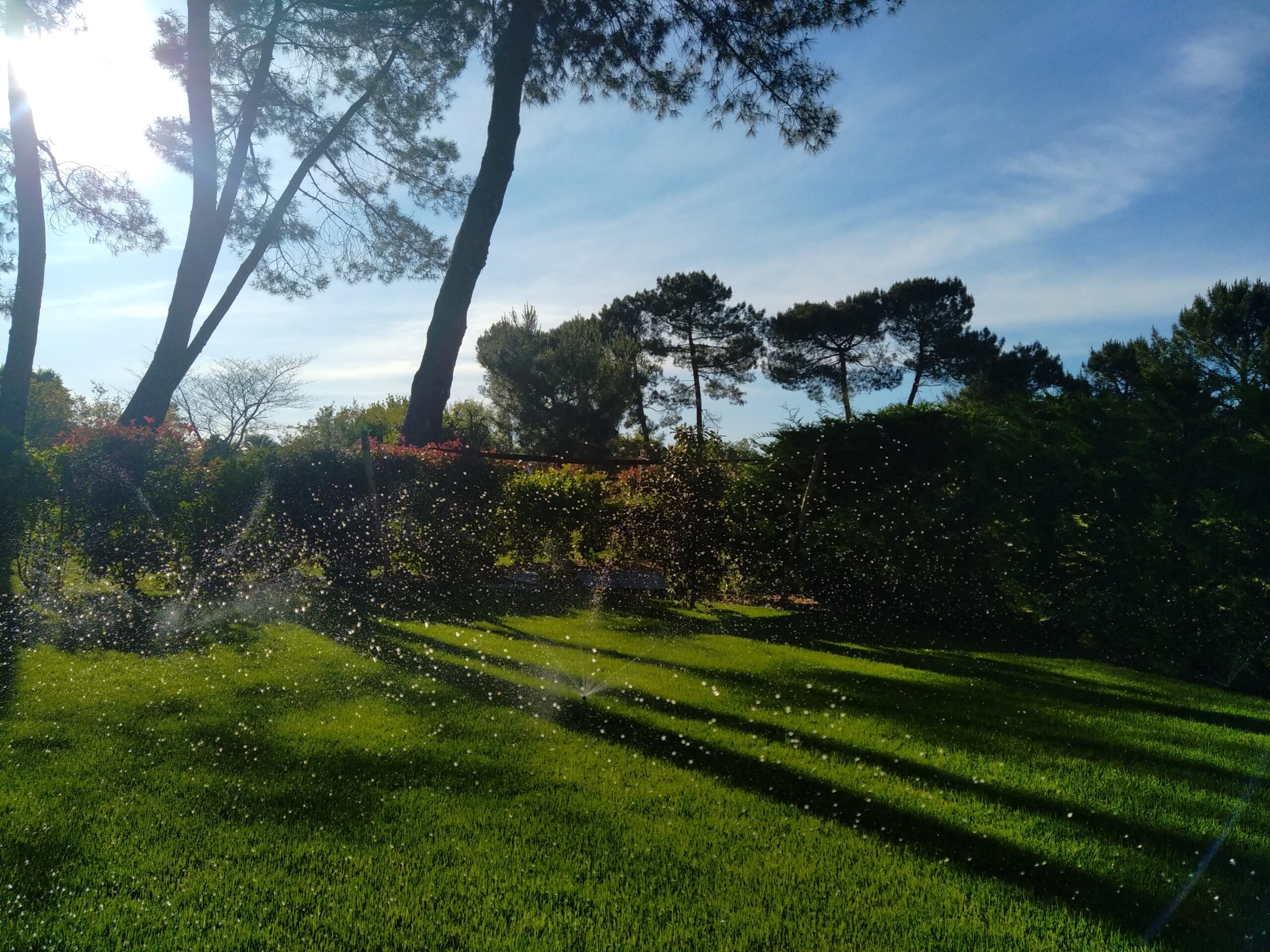 Plantation de grands arbres - Paysagiste spécimens adultes Gironde
