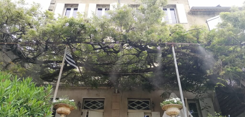 Brumisation en été sous pergola végétalisée - De l'eau pour du frais